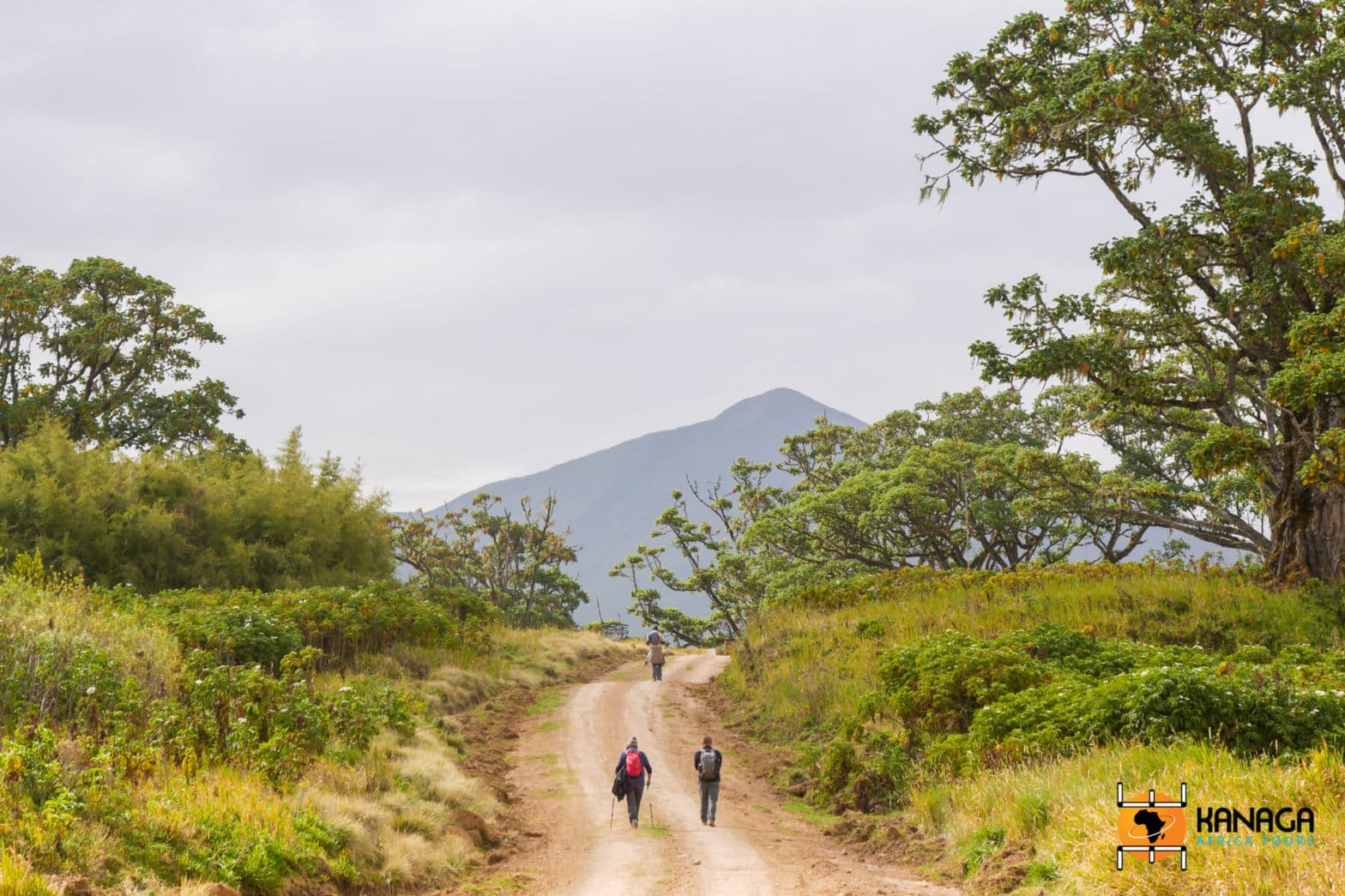 Pinga Ridge Kenya Trekking on Mount Kenya - Kanaga Africa Tours